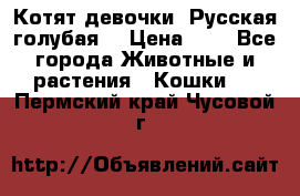 Котят девочки “Русская голубая“ › Цена ­ 0 - Все города Животные и растения » Кошки   . Пермский край,Чусовой г.